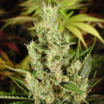 Amnesia Haze (Soma Seeds) feminisiert