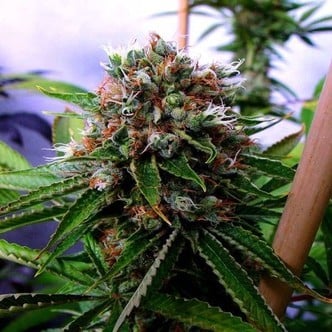 Buddha's Sister (Soma Seeds) feminisiert