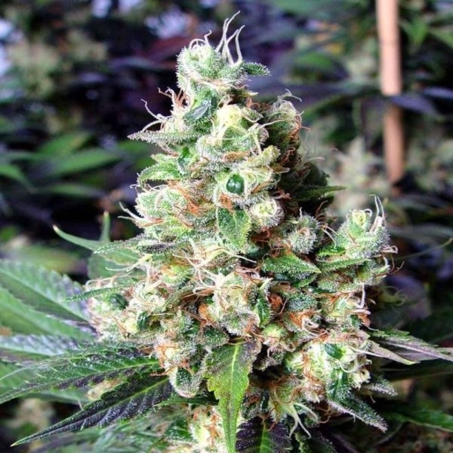 Nyc Diesel Soma Seeds Feminized Zamnesia
