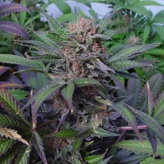 Somango (Soma Seeds) feminisiert