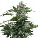 White Dwarf (Buddha Seeds) feminized