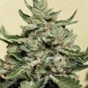 White Dwarf (Buddha Seeds) feminized