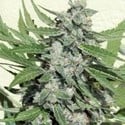 White Dwarf (Buddha Seeds) feminisiert