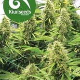 2 Pounder (Kiwi Seeds) feminized