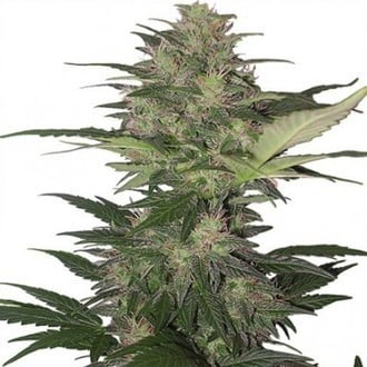 Red Dwarf (Buddha Seeds) feminized