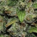 Red Dwarf (Buddha Seeds) feminized