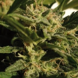 Red Dwarf Auto (Buddha Seeds) feminized