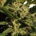 Red Dwarf (Buddha Seeds) feminized