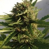 Red Dwarf (Buddha Seeds) feminized