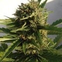 Red Dwarf (Buddha Seeds) feminized