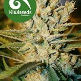 Alegria (Kiwi Seeds) feminized