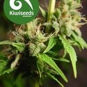 Auto Mako (Kiwi Seeds) feminized