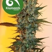 Auto Power Plant (Kiwi Seeds) feminized