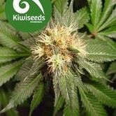 Hindu Kush (Kiwi Seeds) feminized