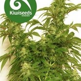 Little Dipper (Kiwi Seeds) feminized