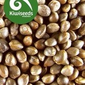 Outdoor Mix (Kiwi Seeds) feminized