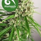 Phatt Freddy (Kiwi Seeds) feminized