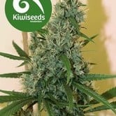 South Star (Kiwi Seeds) feminized