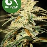 Sugar Baby (Kiwi Seeds) feminized