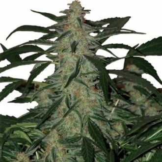 Deimos (Buddha Seeds) feminized