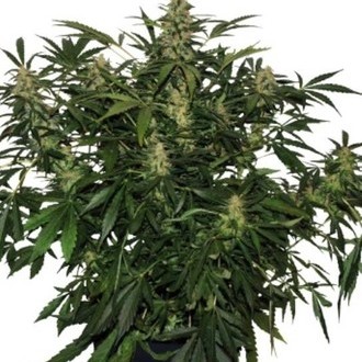 Deimos Auto (Buddha Seeds) feminized