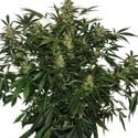 Deimos (Buddha Seeds) feminized