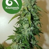 T99 (Kiwi Seeds) feminized