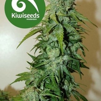 T99 (Kiwi Seeds) feminisiert