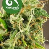 Tasman Haze (Kiwi Seeds) feminized