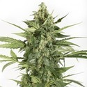 Blue Cheese Autoflowering (Dinafem) feminized