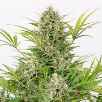 Critical Cheese Autoflowering (Dinafem) feminized