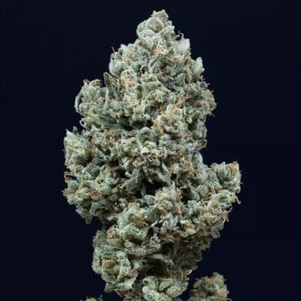 Critical+ 2.0 Autoflowering (Silent Seeds) feminisiert