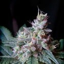 Cream Caramel - F1 Fast Version (Sweet Seeds) feminisiert