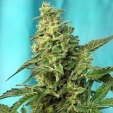 Green Poison - F1 Fast Version (Sweet Seeds) feminized