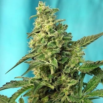 Green Poison - F1 Fast Version (Sweet Seeds) feminisiert