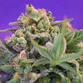 Sweet Cheese - F1 Fast Version (Sweet Seeds) feminisiert