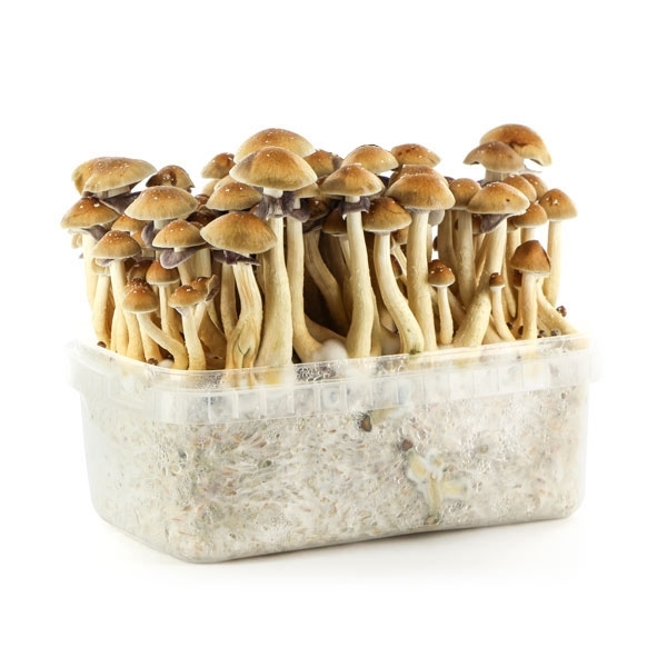 [Obrazek: magic-mushroom-grow-kit-panama-supa-gro.jpg]