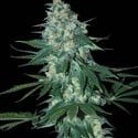 El Alquimista (Samsara Seeds) feminisiert