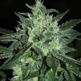 Spicy White Devil (Samsara Seeds) feminized
