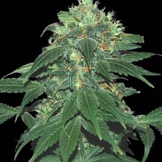 Punky Lion (Samsara Seeds) feminisiert