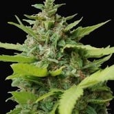 Kiss Dragon (Samsara Seeds) feminized