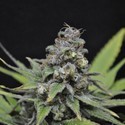 CBD Critical Mass (CBD Crew) feminized