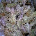 CBD Critical Mass (CBD Crew) feminized