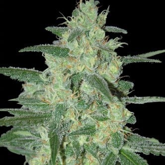 Holy Grail 69 (Samsara Seeds) feminisiert