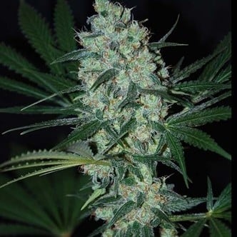 Green Love Potion (Samsara Seeds) feminisiert