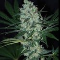 Green Love Potion (Samsara Seeds) feminized