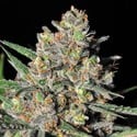 Green Love Potion (Samsara Seeds) feminisiert