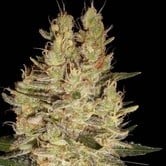 Crazy Miss Hyde (Samsara Seeds) feminized