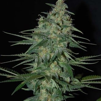 Sweet Black Angel (Samsara Seeds) feminisiert