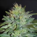 Sweet Black Angel (Samsara Seeds) feminisiert